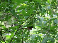 Setophaga ruticilla image