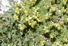 Draba densifolia
