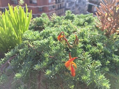 Lotus berthelotii