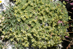 Draba densifolia