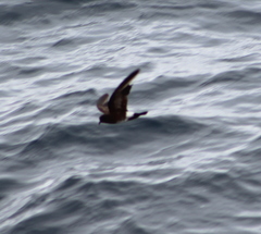 Oceanites gracilis