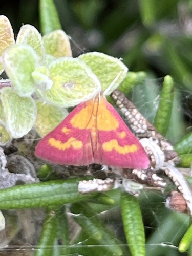 Coffee-loving and Southern Purple Mint Moths photo 3