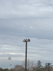 Columba livia domestica