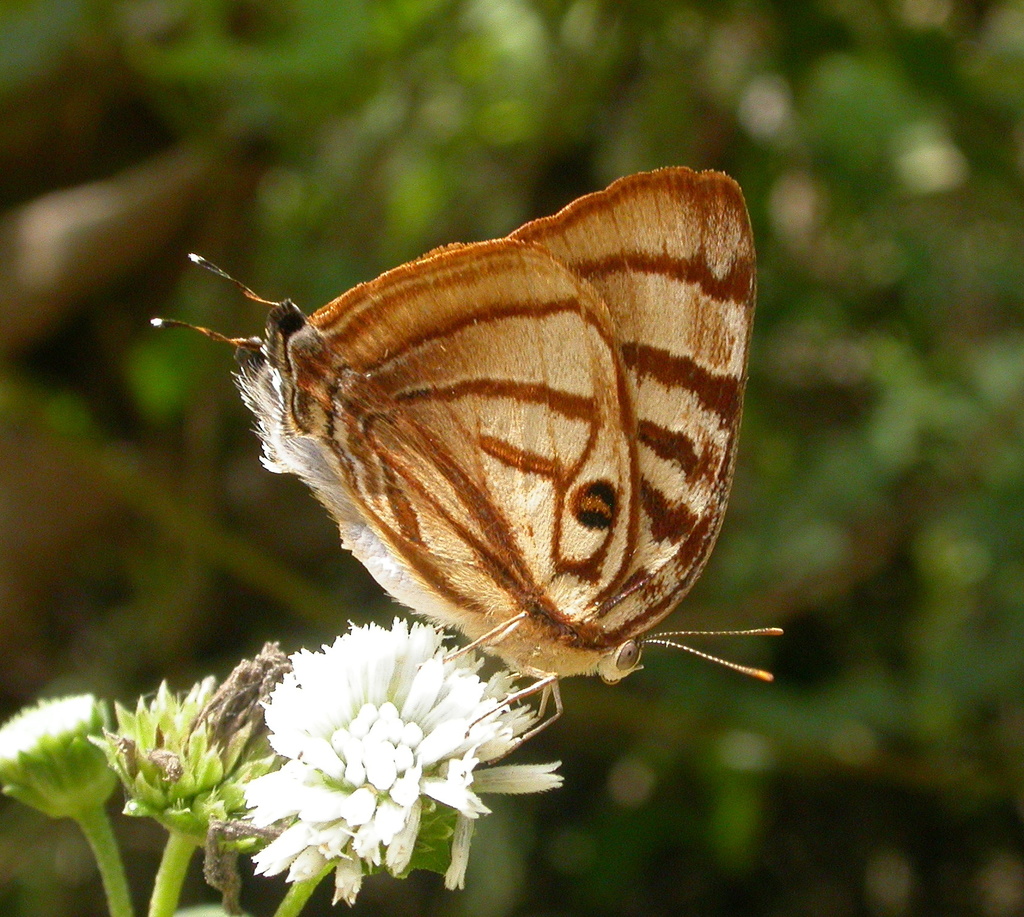 Meton Hairstreak