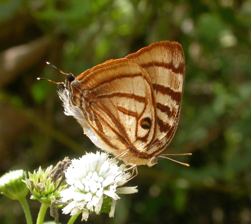 Meton Hairstreak