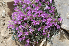Collomia debilis