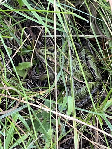 Northern Leopard Frog photographed in Montana