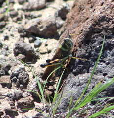 Schistocerca melanocera