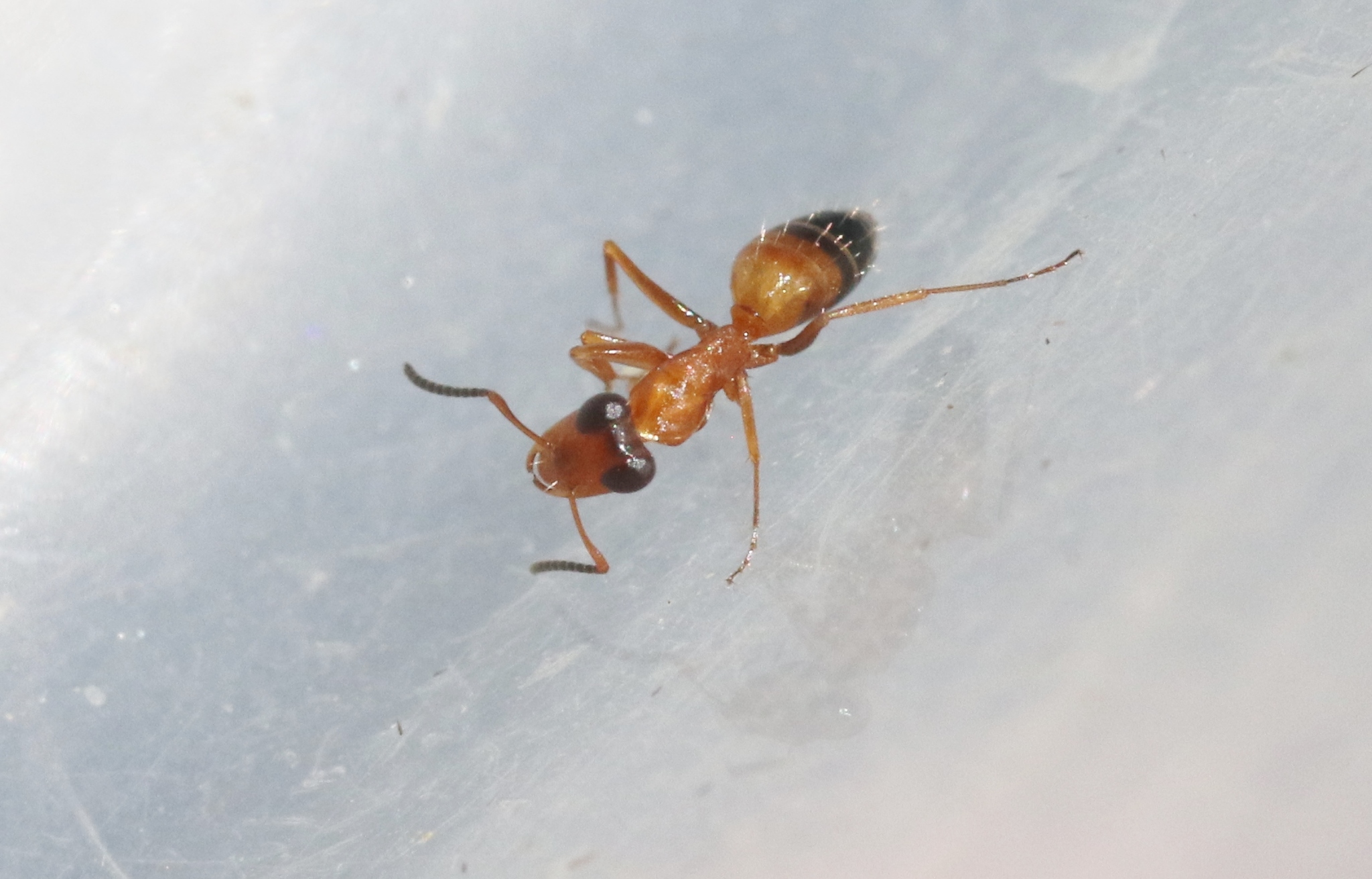 Opisthopsis diademata