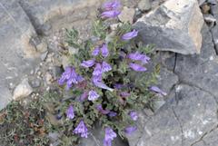 Penstemon montanus