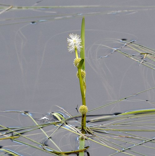 Narrowleaf bur-reed (Sparganium angustifolium)