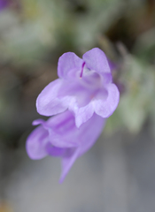 Penstemon montanus