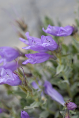 Penstemon montanus