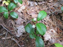 Gaultheria procumbens image