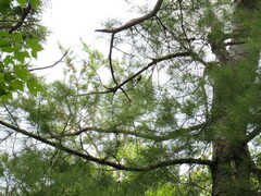 Poecile atricapillus image