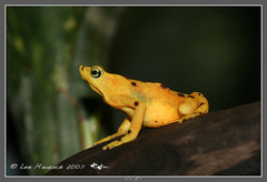 Panamanian Golden Frog photo 4