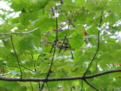 Setophaga ruticilla image