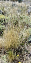 Festuca gracillima