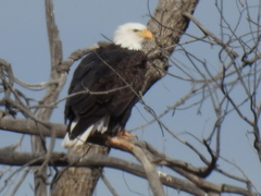 Haliaeetus leucocephalus
