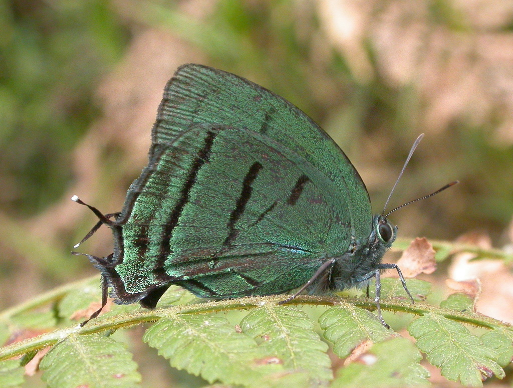 Deep-green Hairstreak