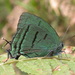 Deep-green Hairstreak - Photo (c) Nick Block, some rights reserved (CC BY), uploaded by Nick Block