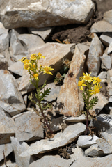 Senecio eremophilus kingii