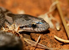 Southern Smooth Snake photo 1