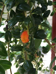 Nematanthus