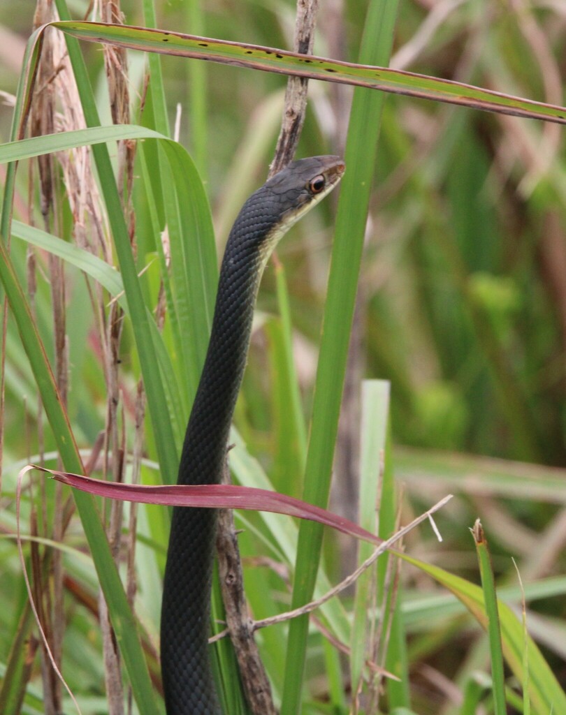 Everglades Racer from Broward County, FL, USA on August 5, 2023 at 12: ...