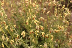 Hermannia pulverata