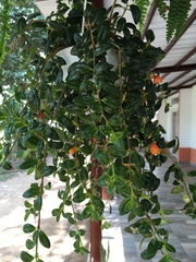Nematanthus