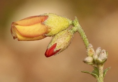 Hermannia pulverata