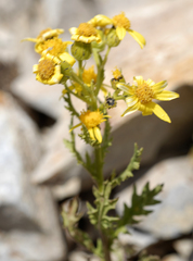 Senecio eremophilus kingii