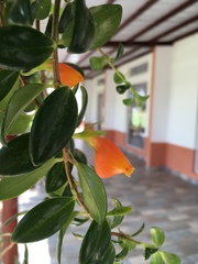 Nematanthus