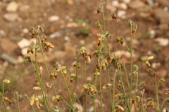 Hermannia pulverata