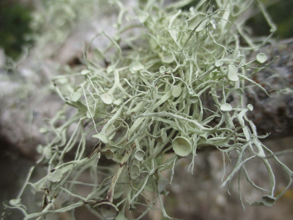 Ramalina calicaris