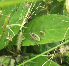 Galapaganus howdenae