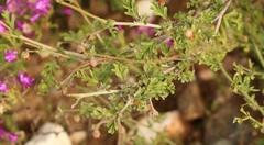 Hermannia pulverata