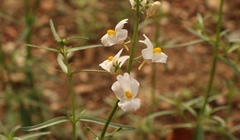 Nemesia fruticans