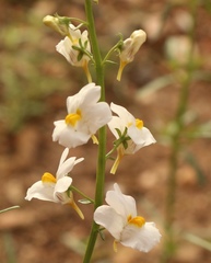 Nemesia fruticans