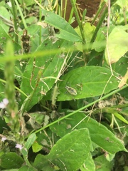 Galapaganus howdenae