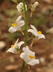 Nemesia fruticans