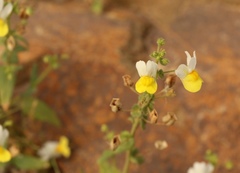 Nemesia anisocarpa