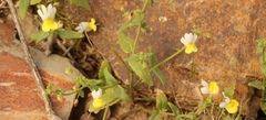 Nemesia anisocarpa