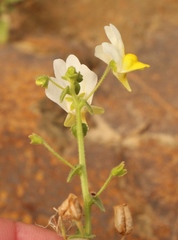 Nemesia anisocarpa