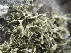 Ramalina bourgaeana