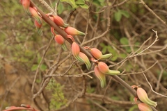 Gasteria brachyphylla