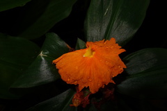 Chamaecostus cuspidatus