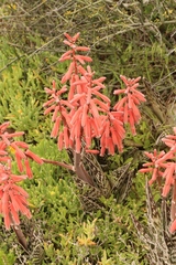 Gonialoe variegata