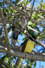 Pitangus sulphuratus